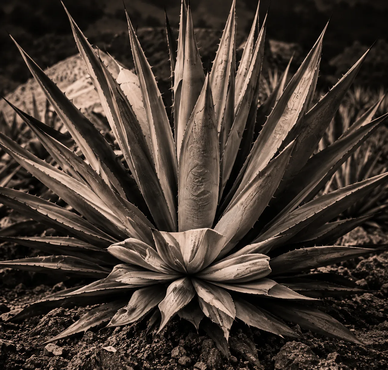 Agave